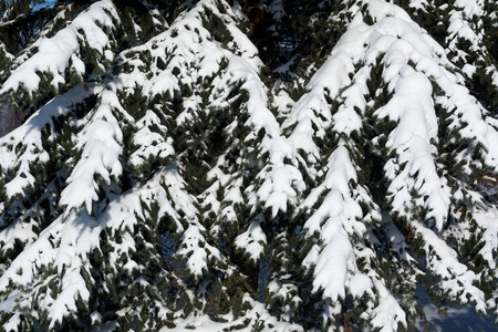 Fir branch covered with snow. Nature backgroundの写真素材