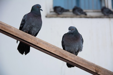 Two street pigeons sit on poles against the wallの写真素材