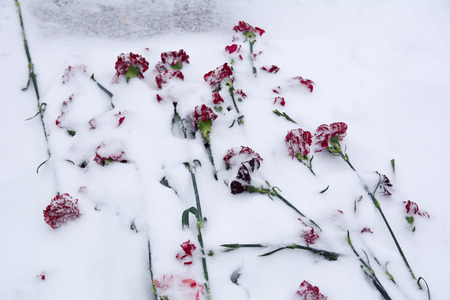 Cloves smeared with snow on the memorial of eternal flameの写真素材