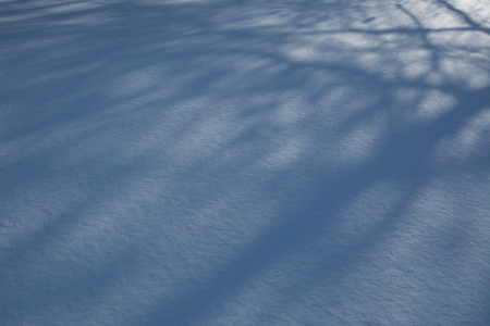 Winter background. Shade of tree silhouette on a snowの写真素材