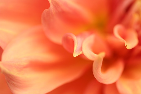 Peach Dahlia Petalsの写真素材