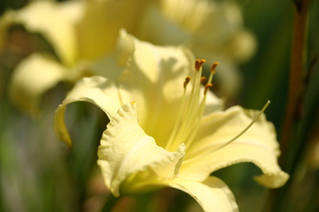 Yellow Lilyの写真素材