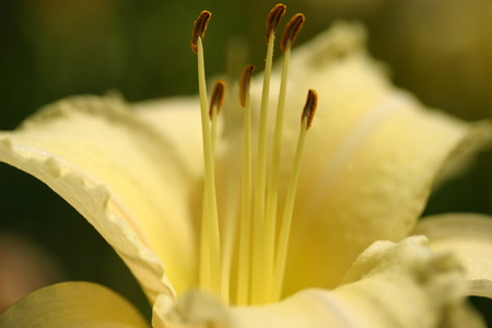 Yellow Lilyの写真素材