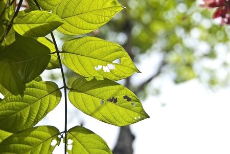 Close up of green leaves from back lightingの写真素材