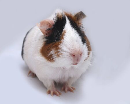 pet guinea pig looks at a white backgroundの写真素材
