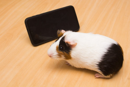 Cute guinea pig on a wooden surface watching a cell phone.
