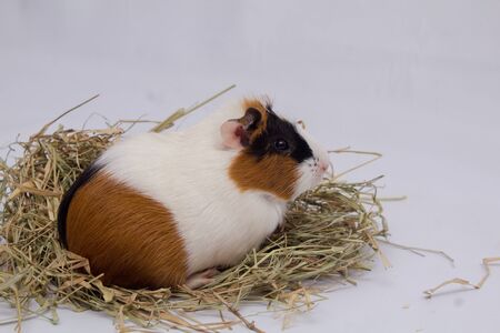 Cute guinea pigwith lots hay, isolated on white background.の写真素材