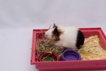 Cute guinea pig in your home with lots of food, water and hay, isolated on white background.の写真素材