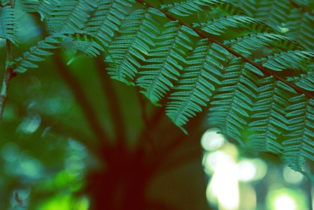 Into the Rainforestの写真素材