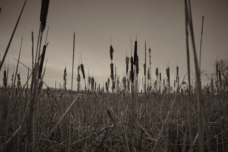 B&W field