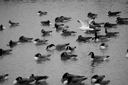 White bird flying over many other birdsの写真素材
