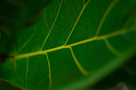 Green and yellow leaf