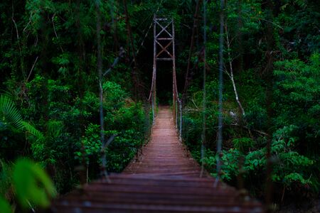 bridge in the forestの写真素材