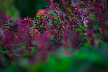 Purple and green plants with blur