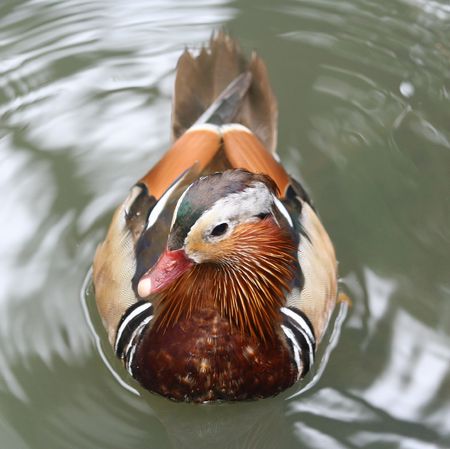 Mandarin duck on water.の写真素材