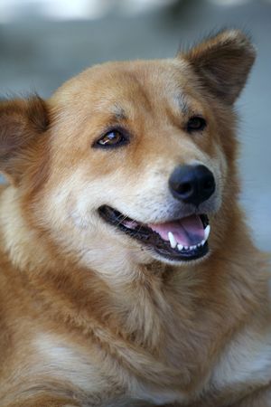 A dog at rest.の写真素材