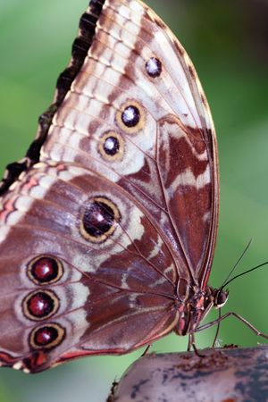 Butterfly close-up.の写真素材