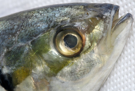Close up of a fish head.