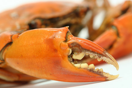 Crabの写真素材