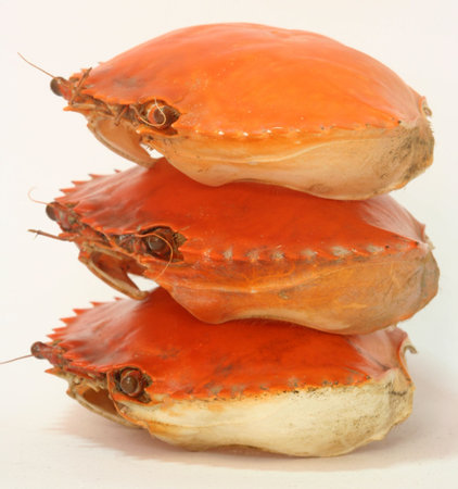 Crab Shellsの写真素材