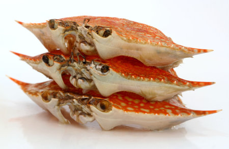 Flower Crabの写真素材