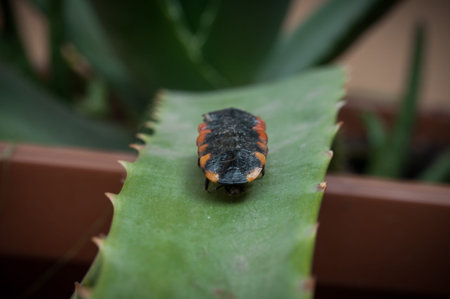 Caterpillar on leaf