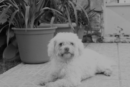 The Poodleの写真素材