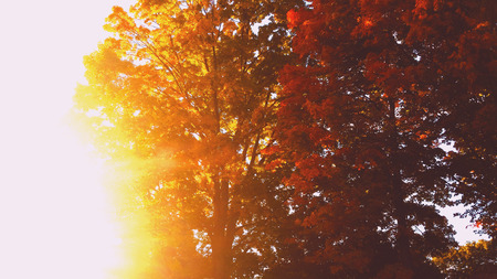 Autumn trees with early sunsetの写真素材