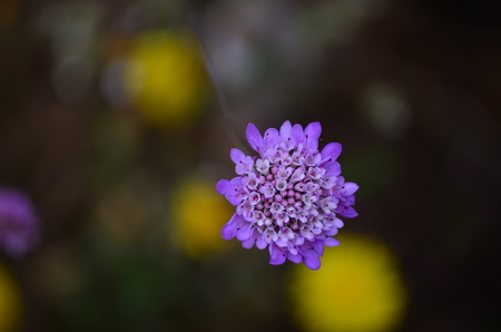 Scabiosa atropurpurea - Pincushion flowerの写真素材