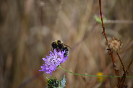 Scabiosa atropurpurea - Pincushion flower / Beeの写真素材
