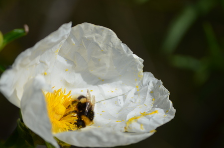 Cistus ladanifer - Flower of the Esteva with beeの写真素材