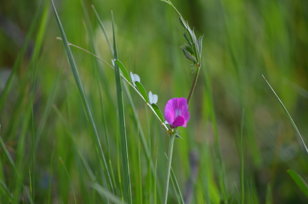 Vicia Sativa - Garden Vetchの写真素材