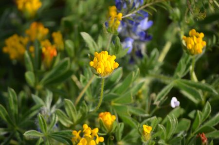 Yellow flowers on the bushの写真素材