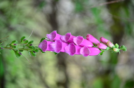 Foxglove - Digitalis purpureaの写真素材