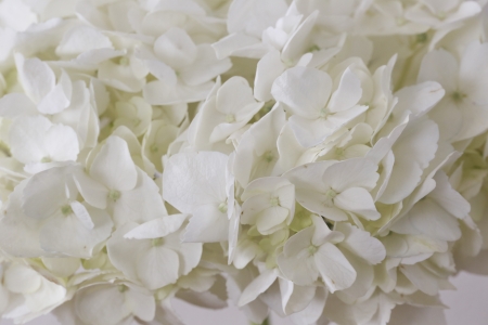 white hydrangeas backgroundの写真素材