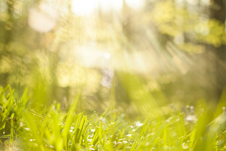 abstraction of grass and lightの写真素材