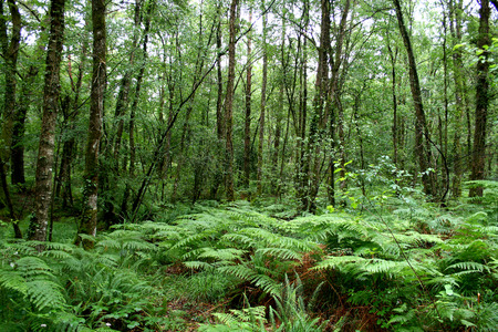 Paimpont legendary forest, Broceliande, Brittany, France の写真素材