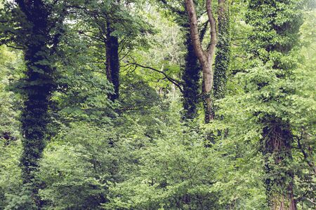 Green forestの写真素材