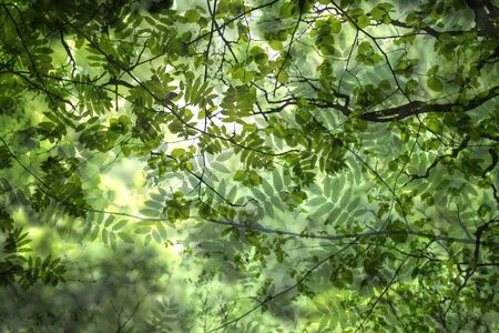 Green foliageの写真素材