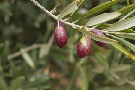 Olive fruitsの写真素材