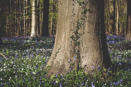 Springtime forest detailsの写真素材