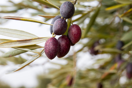 Detail of olive tree fruits on the tree