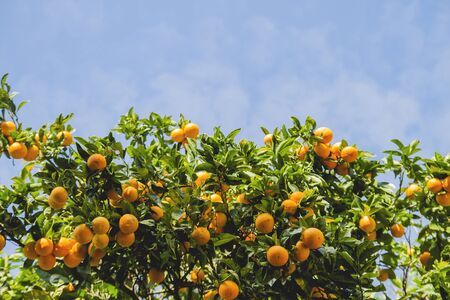 Orange treeの写真素材