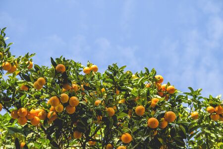 Orange treeの写真素材