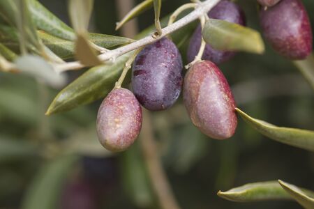 Olive fruitsの写真素材