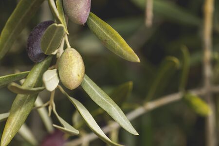 Olive fruitsの写真素材