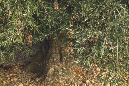 Olive treeの写真素材