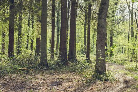 Green forestの写真素材