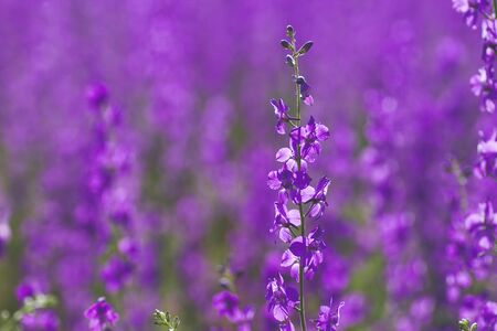 Consolidated ajacis purple flowers bloomingの写真素材