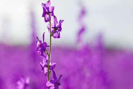 Consolidated ajacis purple flowers bloomingの写真素材